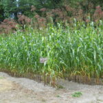 Sorghum (Takakibi)