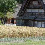 Rice plant and Nakano Chojiro House