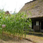 Yamashita Harurou House and Sorghum (Takakibi)